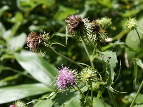 Cirsium nipponicum