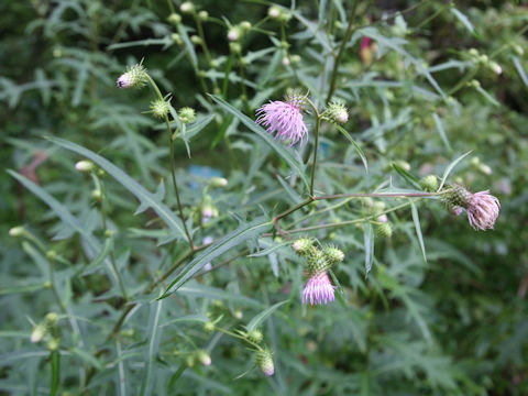 Cirsium nipponicum