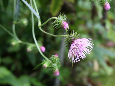 Cirsium nipponicum