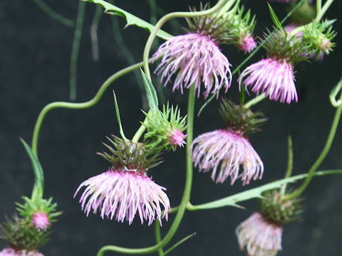 Cirsium nipponicum