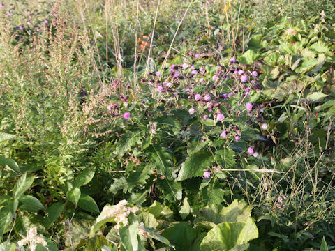 Cirsium nipponicum