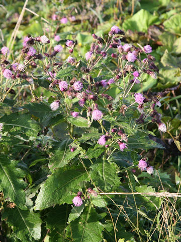 Cirsium nipponicum