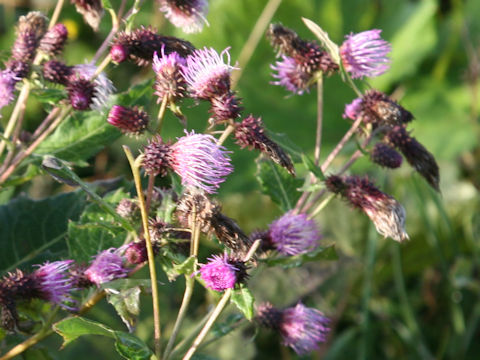 Cirsium nipponicum