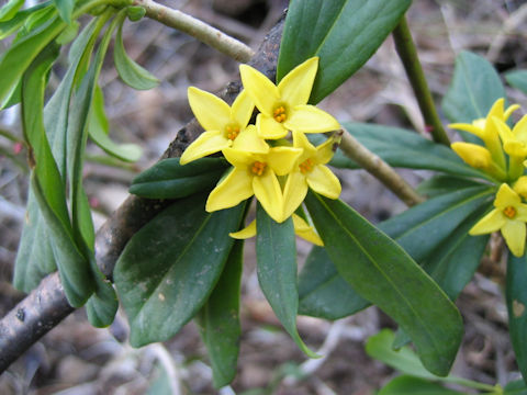 Daphne pseudo-mezereum ssp. jezoensis