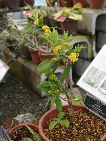 Daphne pseudo-mezereum ssp. jezoensis