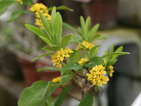 Daphne pseudo-mezereum ssp. jezoensis