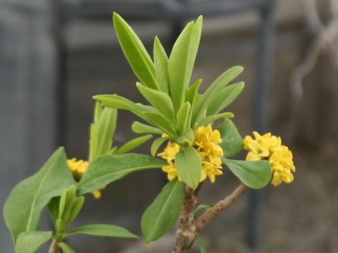 Daphne pseudo-mezereum ssp. jezoensis