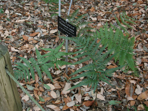 Dryopteris varia