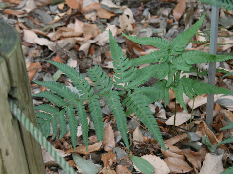 Dryopteris varia