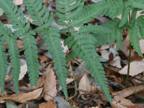 Dryopteris varia