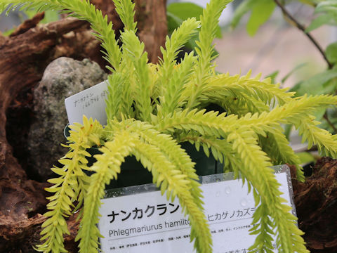 Huperzia fordii
