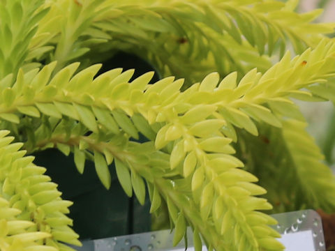 Huperzia fordii