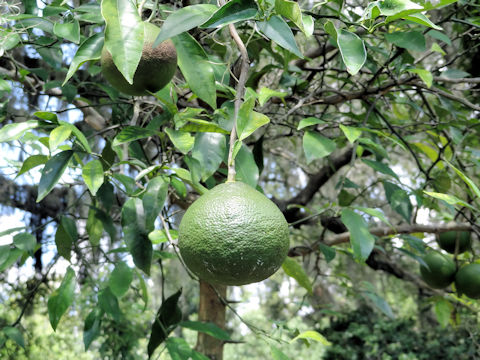 Citrus taiwanica