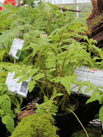 Athyrium opacum