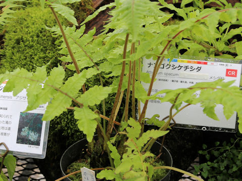 Athyrium opacum