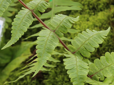 Athyrium opacum