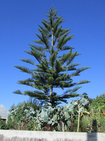 Araucaria cunninghamii