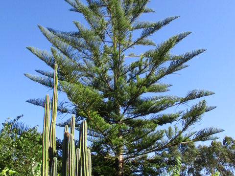 Araucaria cunninghamii