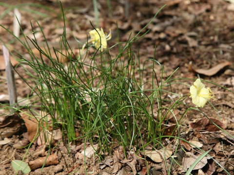 Narcissus bulbocodium cv. Julia Jane