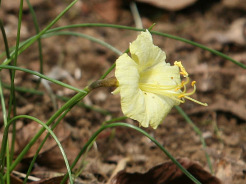 Narcissus bulbocodium cv. Julia Jane