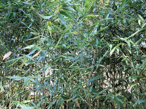 Semiarundinaria fastuosa