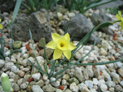 Narcissus juncifolius