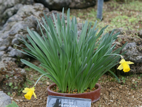 Narcissus minor