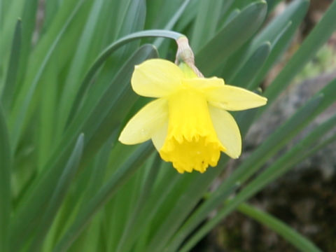 Narcissus minor