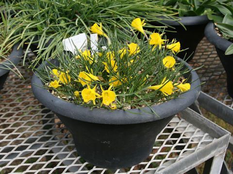 Narcissus romieuxii