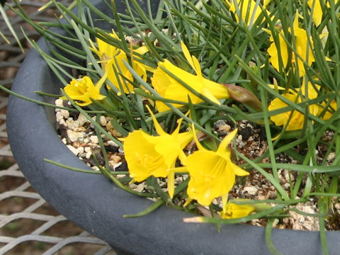 Narcissus romieuxii
