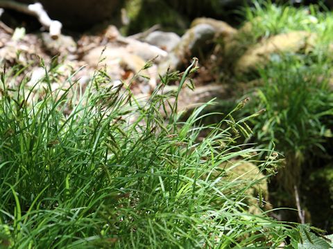 Carex curvicollis