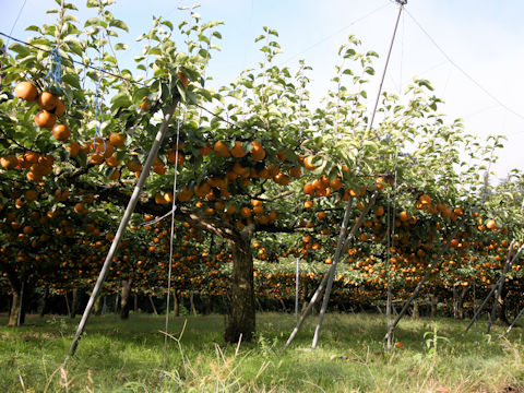 Pyrus pyrifolia var. culta