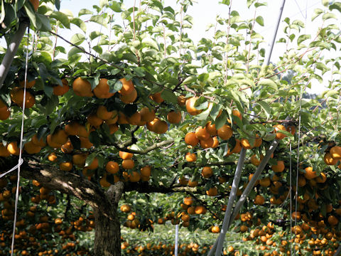 Pyrus pyrifolia var. culta