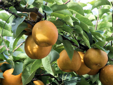 Pyrus pyrifolia var. culta