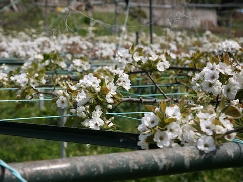 Pyrus pyrifolia var. culta
