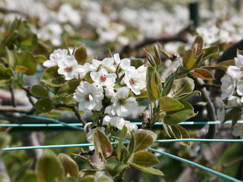 Pyrus pyrifolia var. culta