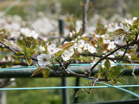 Pyrus pyrifolia var. culta