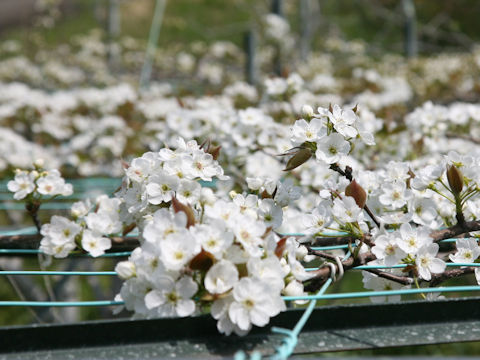 Pyrus pyrifolia var. culta