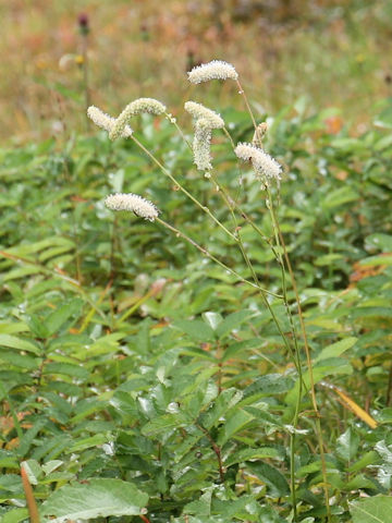Sanguisorba tenuifolia var. alba