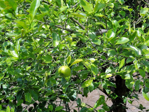 Citrus amblycarpa
