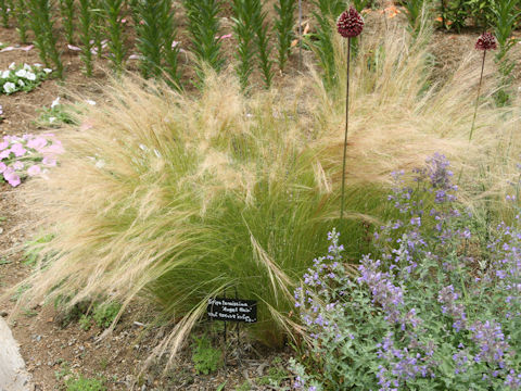 Nassella tenuissima cv. Angel Hair