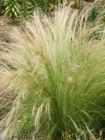 Nassella tenuissima cv. Angel Hair