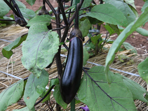 Solanum melongena cv. Chikuyo