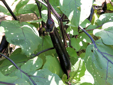 Solanum melongena cv. Kurume-naga