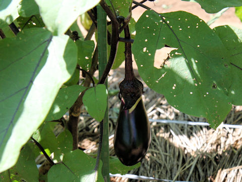 Solanum melongena cv. Kisshin-2gou