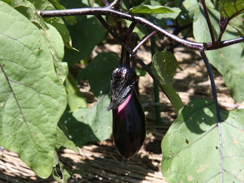 Solanum melongena cv. Senryo-2gou