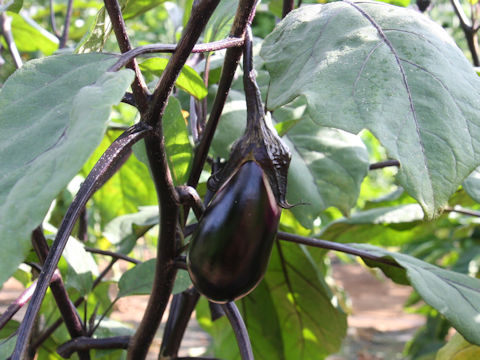 Solanum melongena cv. Mizu