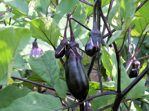 Solanum melongena cv. Oka-11gou