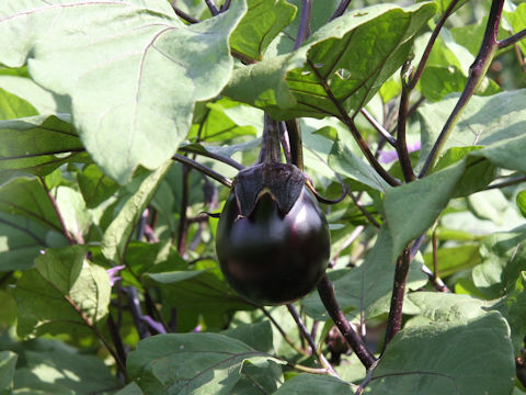 Solanum melongena cv. Usukawa-ajimaru