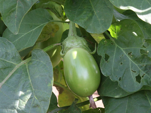 Solanum melongena cv. Shiro-maru